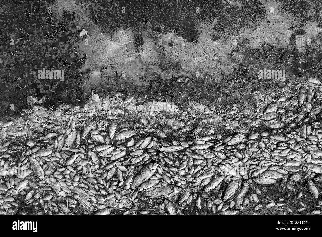 Thousands of dead fish around Lake Koroneia in northern Greece. the high fish mortality is largely due to a drought and the sharp drop in water. globa Stock Photo