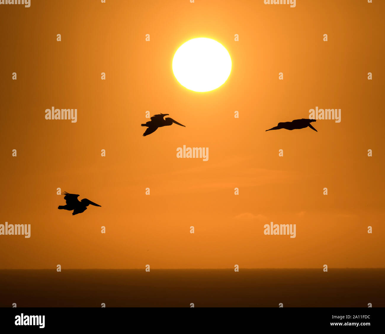 Three Pelican fly in formation over a setting sun Stock Photo