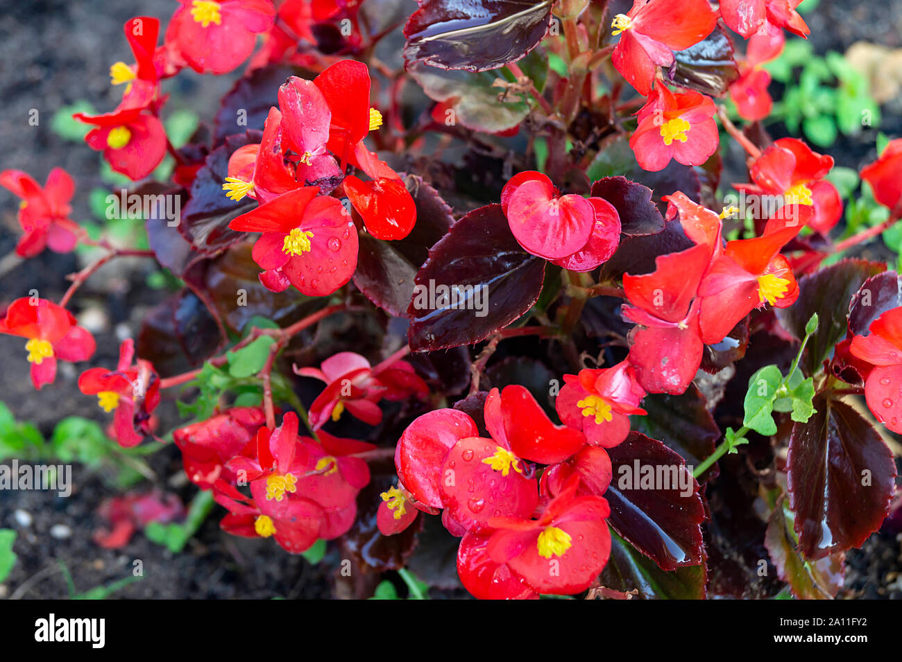 Red flower begonia on dark background at solar day Stock Photo