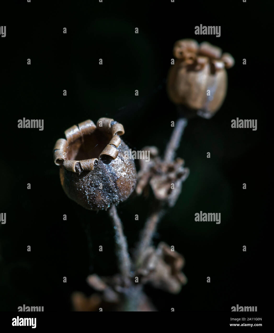 Empty seed case of a Red Campion Flower (Silene dioica) Stock Photo