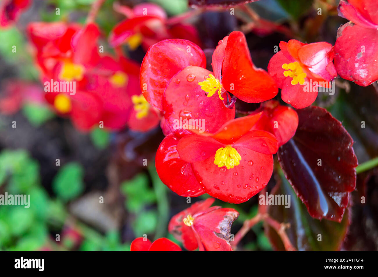 Red flower begonia on dark background at solar day Stock Photo