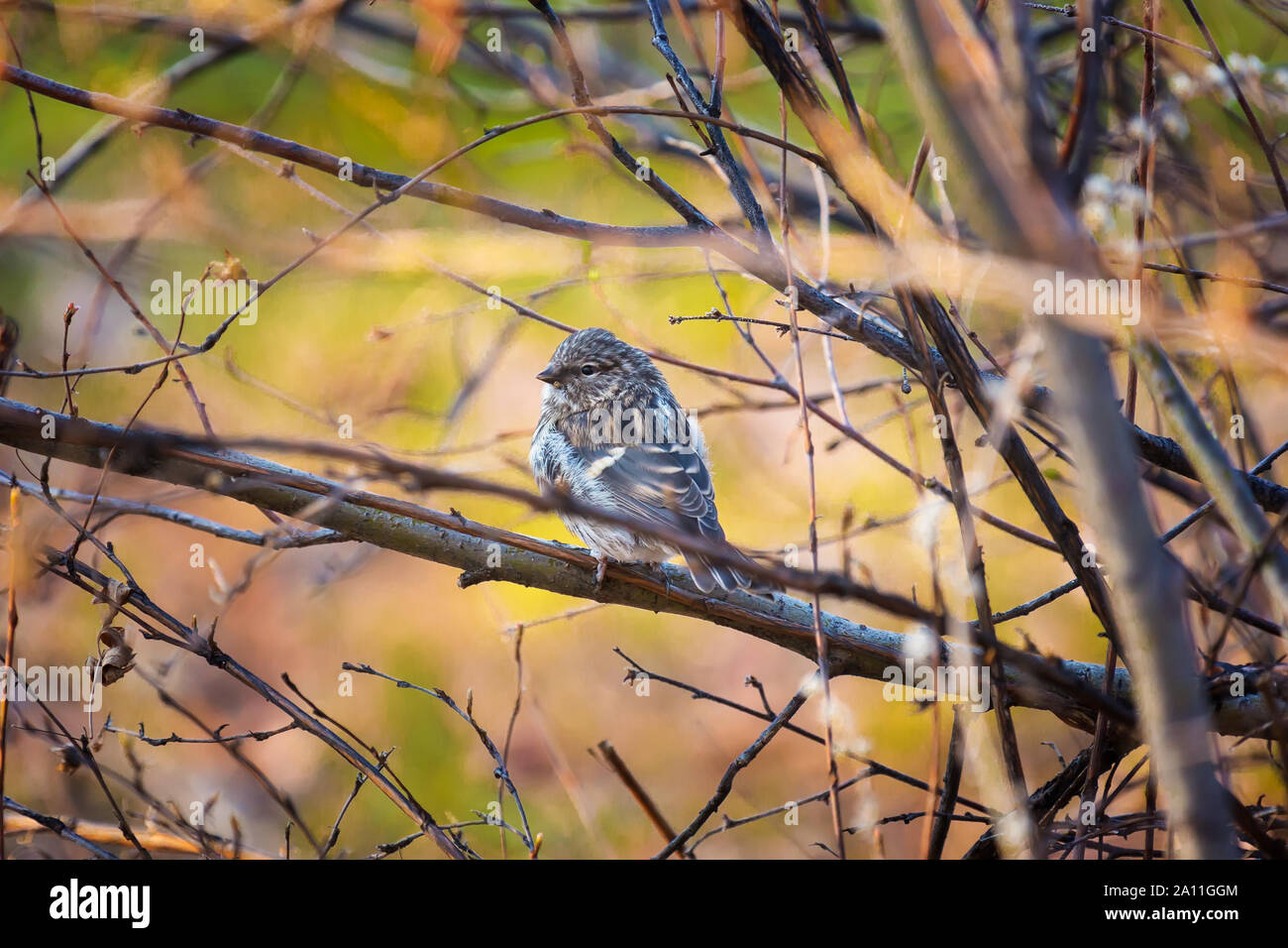 A small bird of the passerine order sits on a branch in the autumn forest Stock Photo