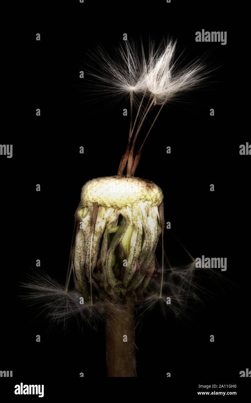 Dandelion flower with three seeds, on a black background, close-up. Soft focus. Stock Photo
