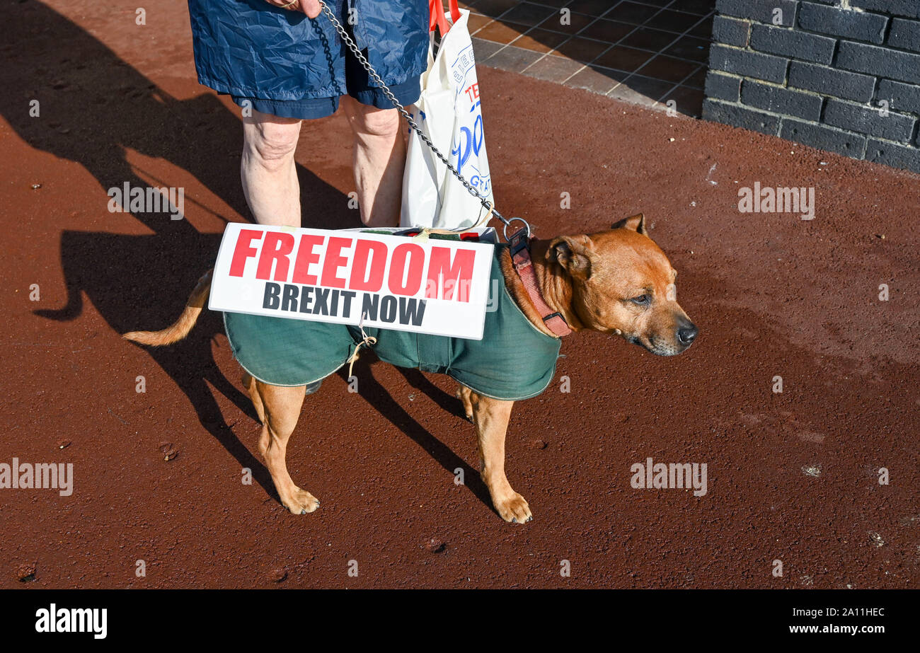Brighton UK 23 September 2019 - A pro Brexit supporter outside during the Labour Party Conference being held in the Brighton Centre this year. Credit : Simon Dack / Alamy Live News Stock Photo