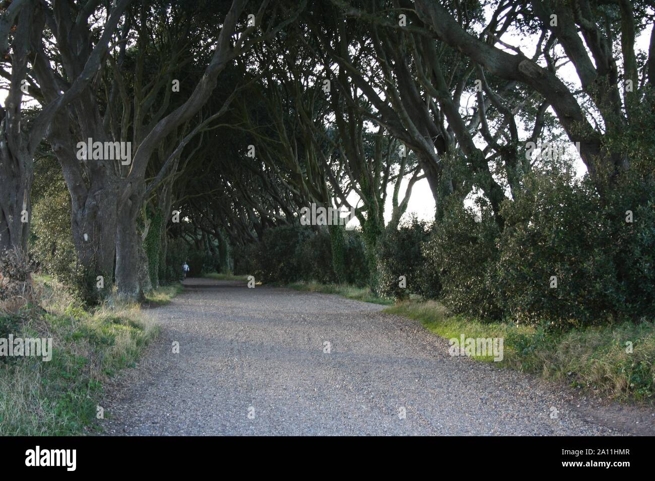 Tall leafy ancient trees hi-res stock photography and images - Alamy
