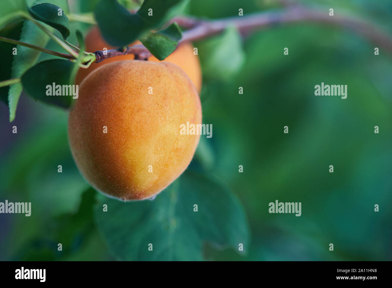 Ripe armenian plums (Prunus armeniaca) growing on a tree Stock Photo