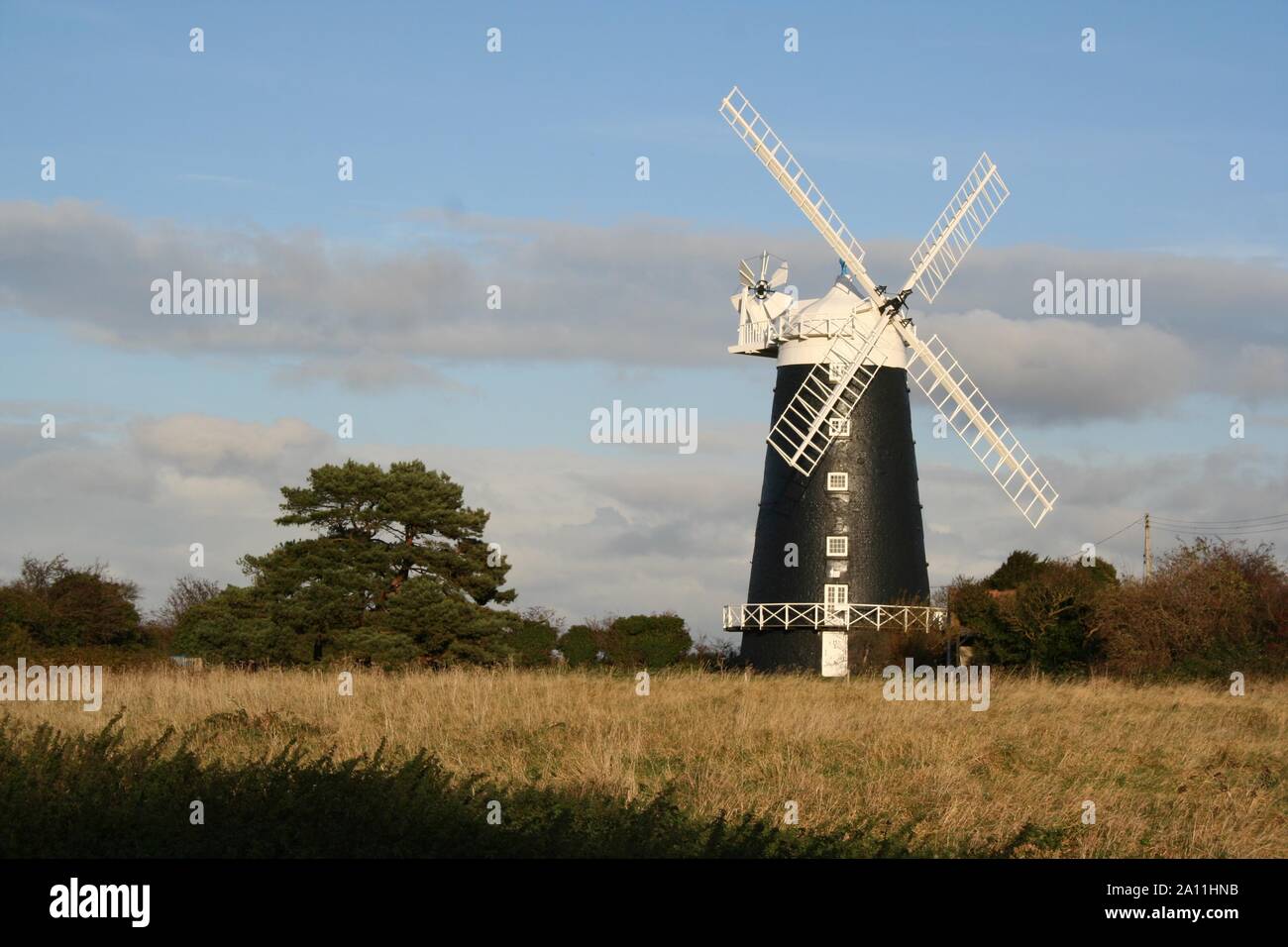 Tall leafy ancient trees hi-res stock photography and images - Alamy
