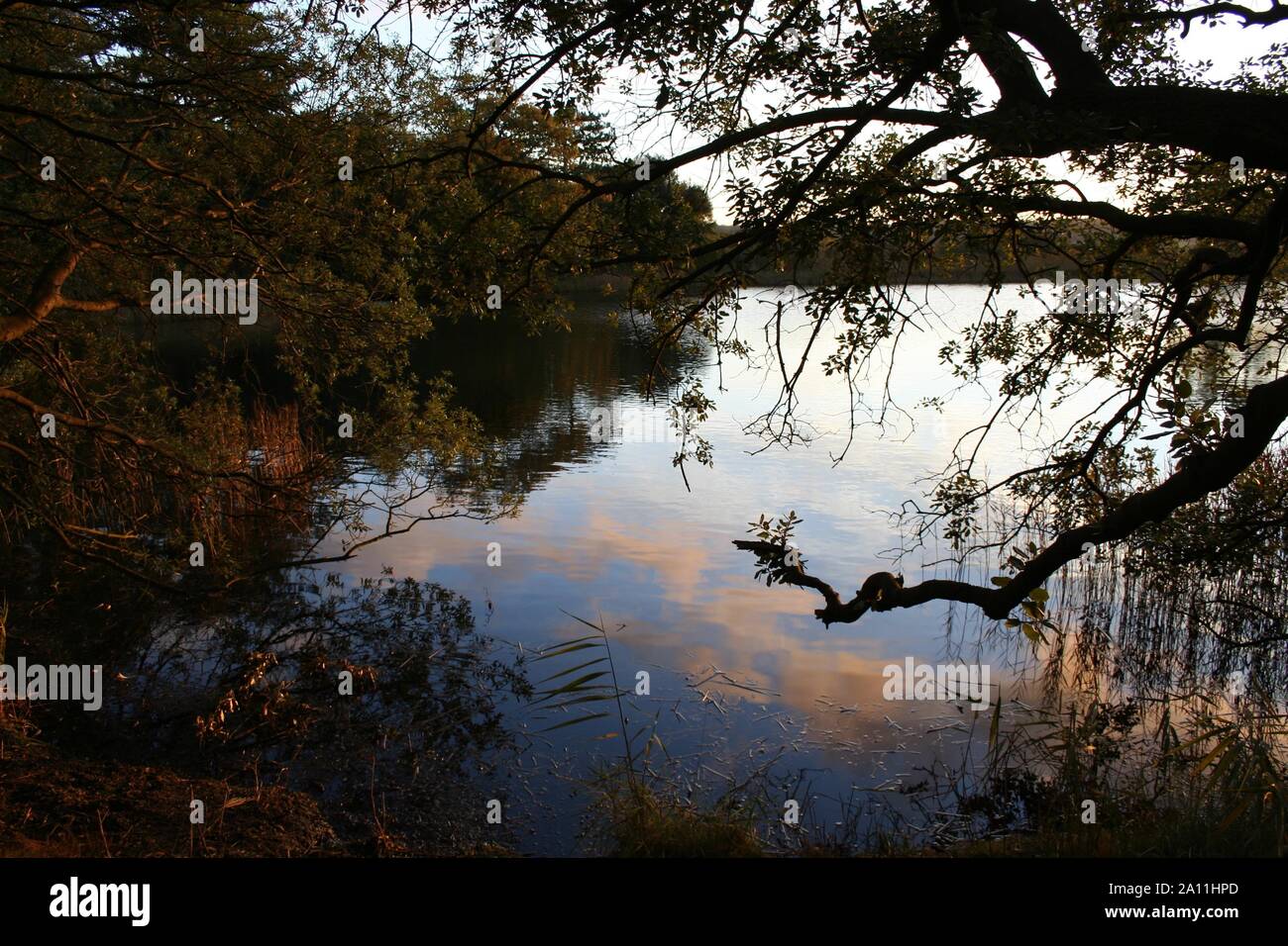 Tall leafy ancient trees hi-res stock photography and images - Alamy