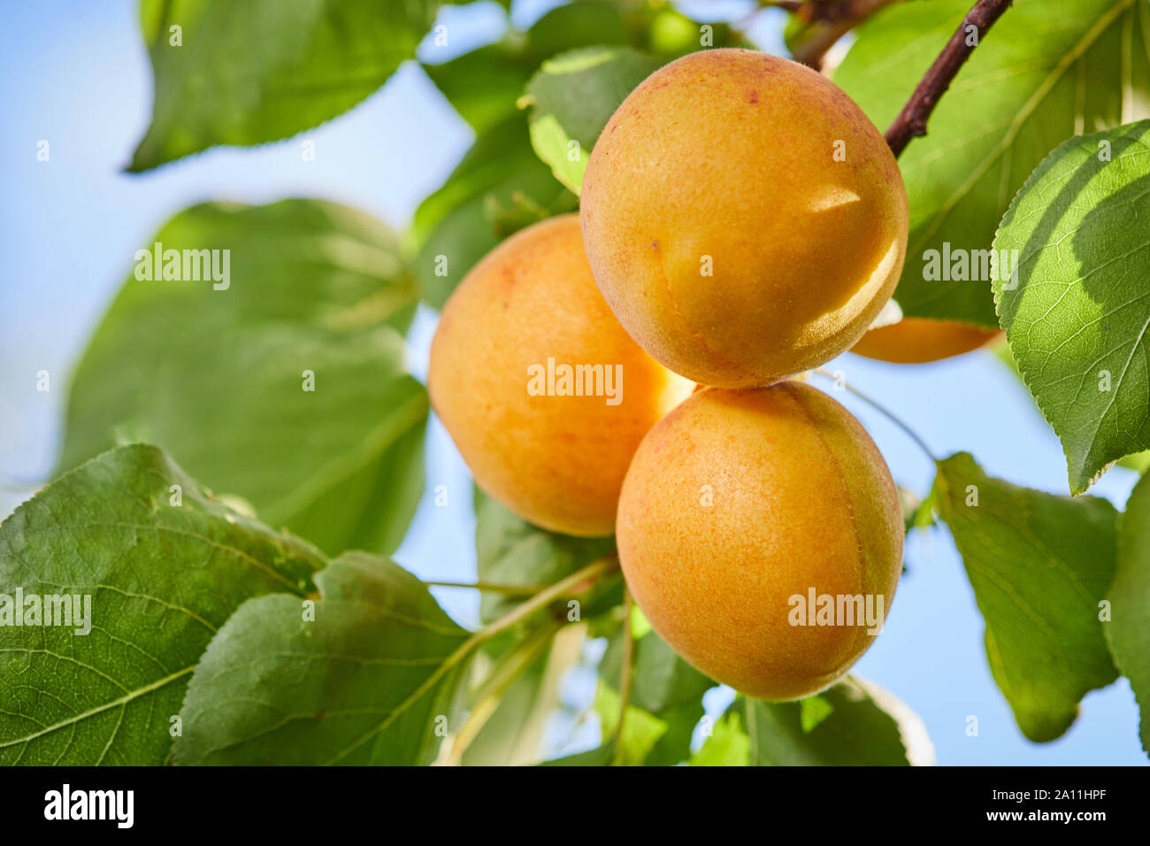 Ripe armenian plums (Prunus armeniaca) growing on a tree Stock Photo