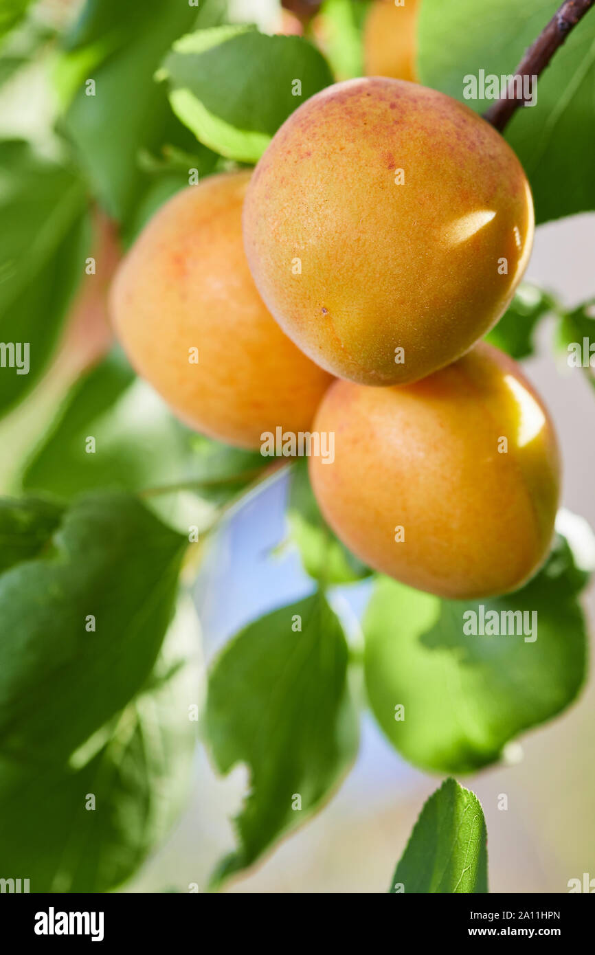 Ripe armenian plums (Prunus armeniaca) growing on a tree Stock Photo