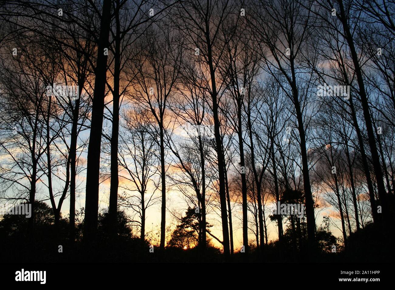 Tall leafy ancient trees hi-res stock photography and images - Alamy