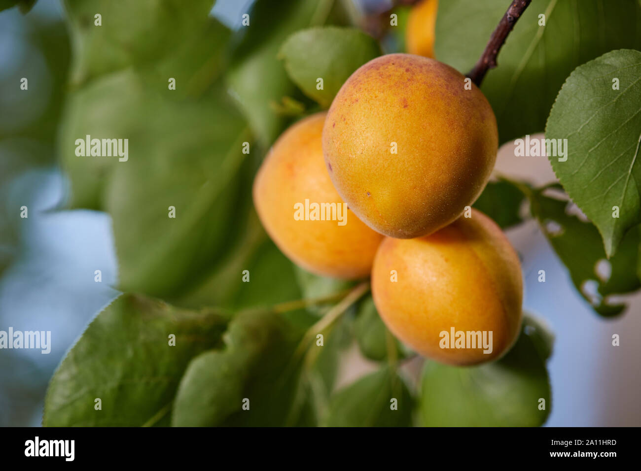 Ripe armenian plums (Prunus armeniaca) growing on a tree Stock Photo