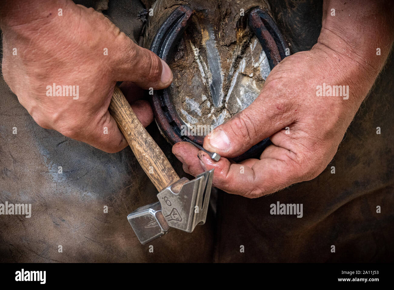 Hand shots of a farrier in the process of applying a new shoe to a