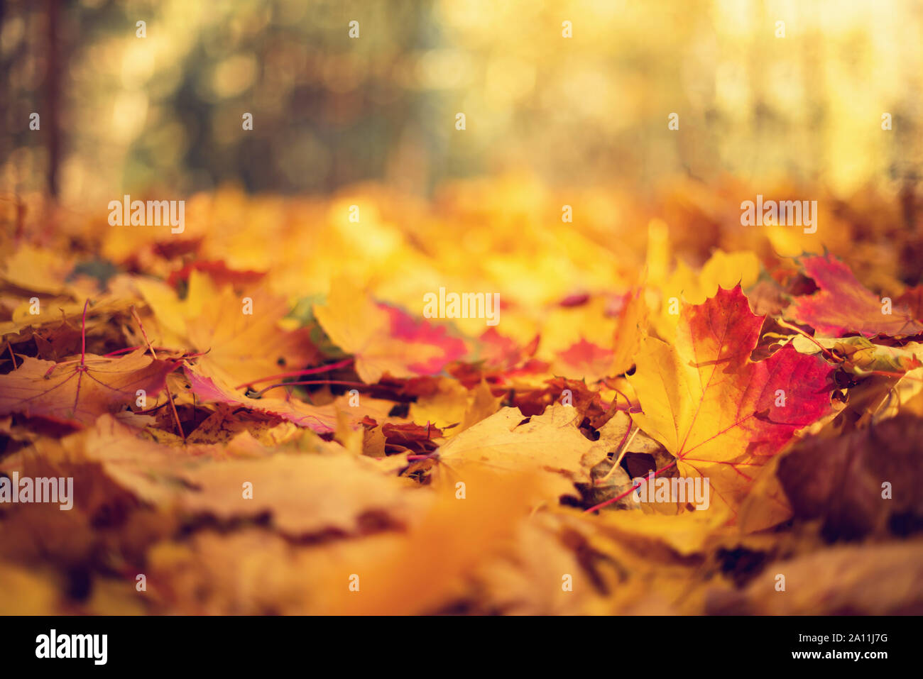 Autumn leaves background. Yellow maple leaf over blurred texture with copy space. Concept of fall season. Golden autumn card. Stock Photo