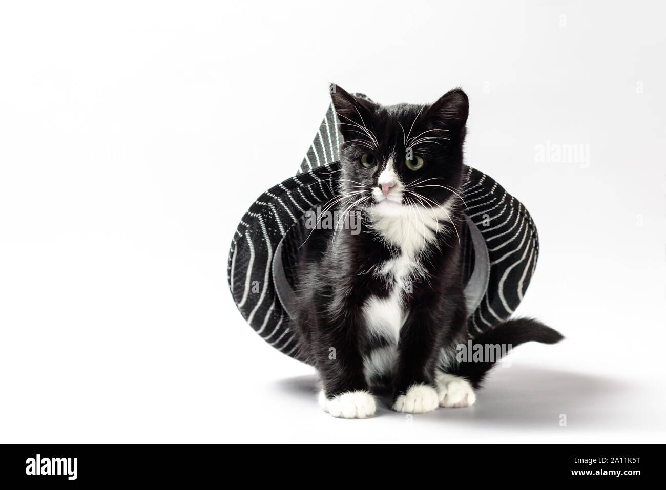 Black cat peeps from little hires stock photography and images Alamy
