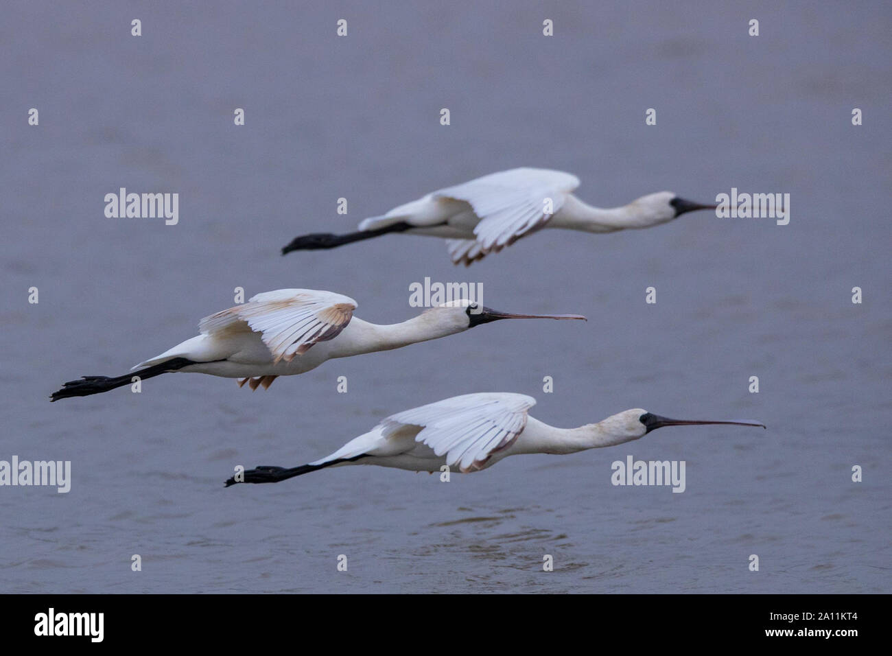(190923) --BEIJING, Sept. 23, 2019 (Xinhua) -- Three black-faced Spoonbills are seen in Macao, south China, April 7, 2018. Macao Special Administrative Region of the People's Republic of China is on the southwestern side of the Pearl River Delta. Although it is a densely populated region, with a population of about 670,000 and an area of some 33 km?, Macao has been putting efforts on ecological protection. Macao has over 20 urban parks or gardens, four rural parks and three wetland ecological zones. Its unique geographical location provides migrant birds valuable resting and wintering grounds Stock Photo