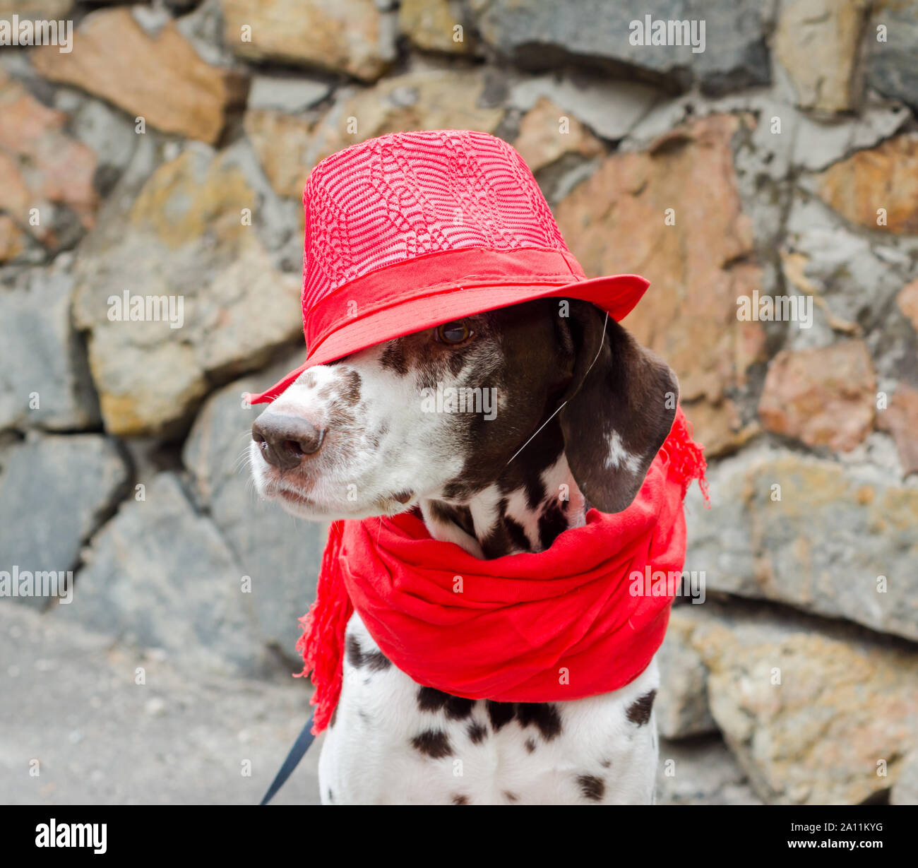 red spotted dalmatian