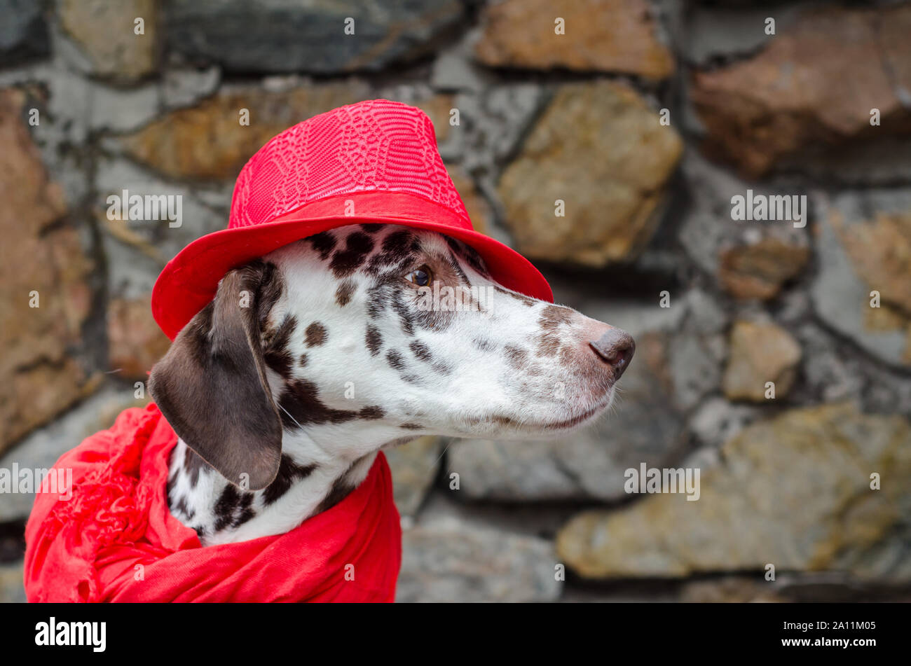 red spotted dalmatian