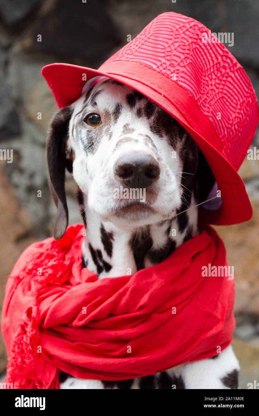 red spotted dalmatian