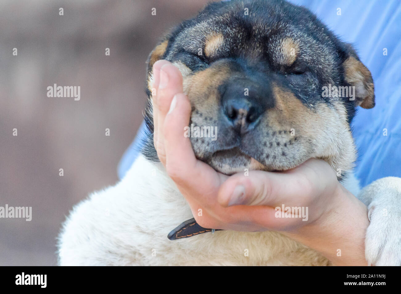 man's palm holds muzzle of half-breed Shar Pei puppy Stock Photo