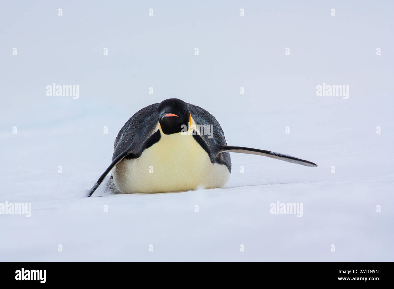 Penguin sliding hi-res stock photography and images - Alamy