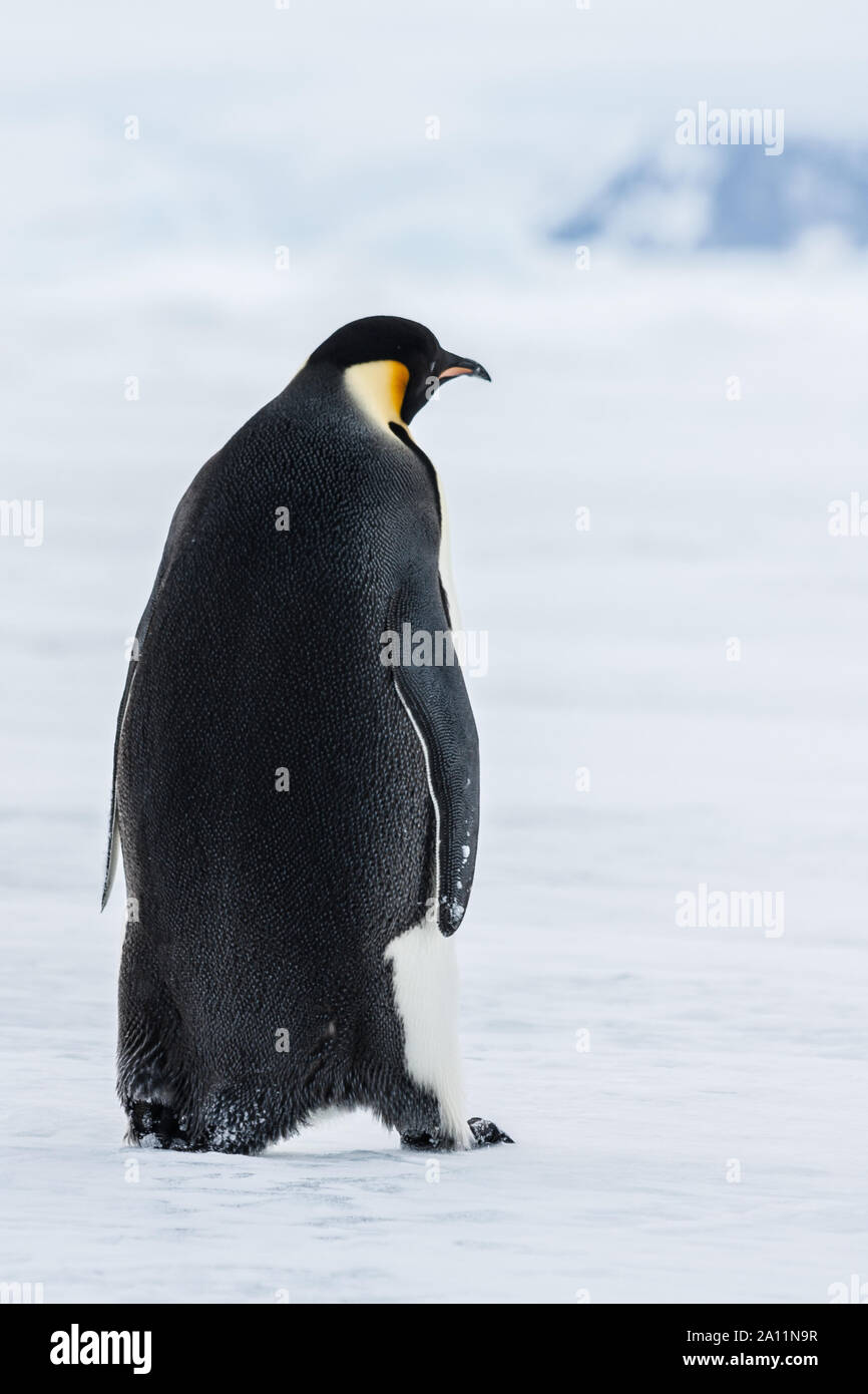 Polar wildlife hi-res stock photography and images - Alamy