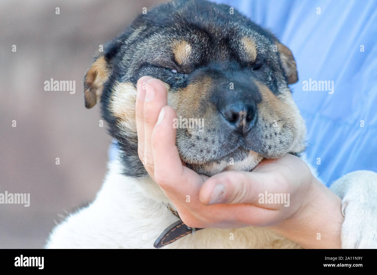 man's palm holds muzzle of half-breed Shar Pei puppy Stock Photo