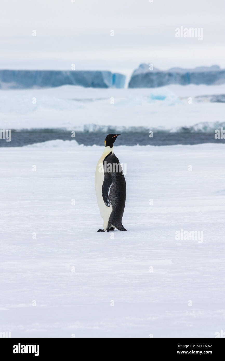 Polar wildlife hi-res stock photography and images - Alamy