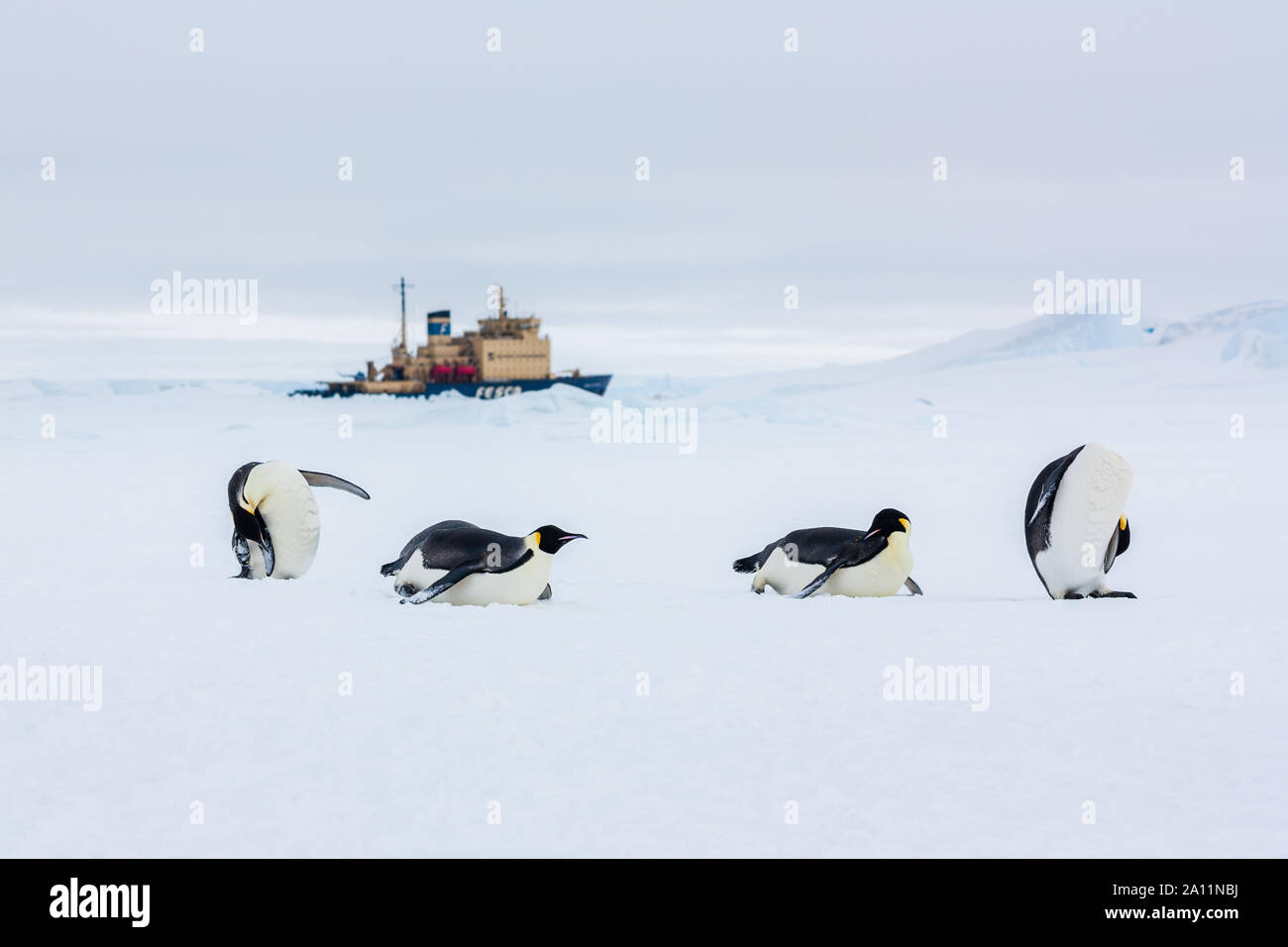 Emperor Penguins resting on the sea ice with Russian Icebreaker Kapitan Khlebnikov parked in the background. Snow Hill Island, Antarctica Stock Photo