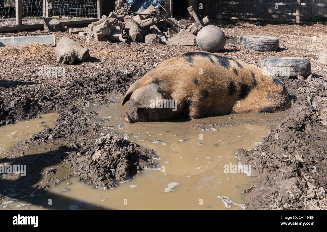 Pig rolling in mud at Dales Farm at Ferring Country Centre in Ferring, West Sussex, UK. Pig in mud. Stock Photo