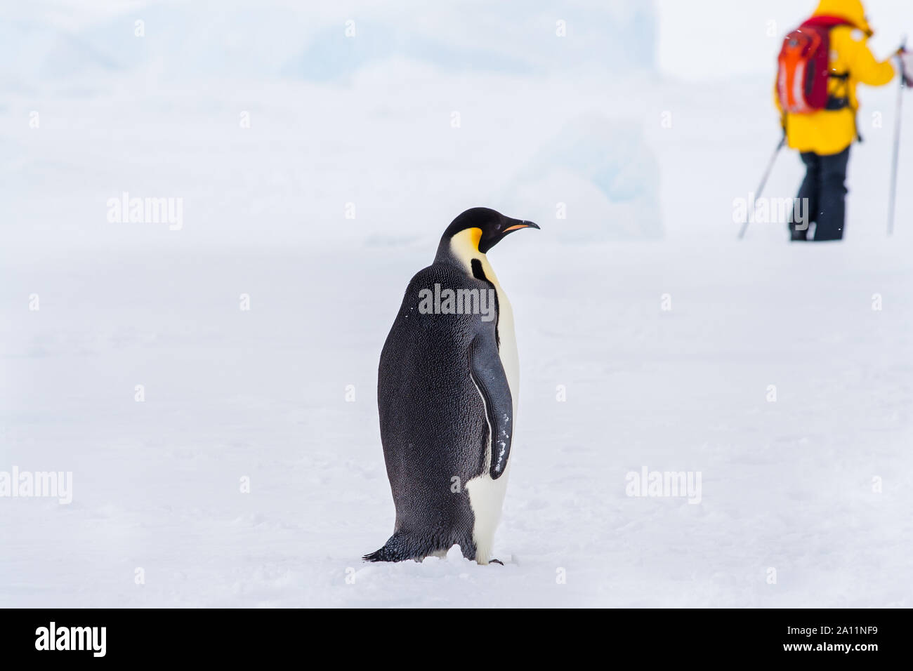 wildlife Stock Photo