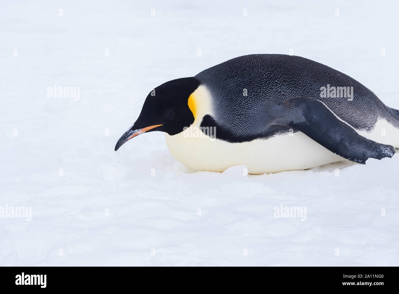 Emperor Penguin prone on snow, eating snow for hydration. Snow Hill Island, Weddell Sea, Antarctica Stock Photo
