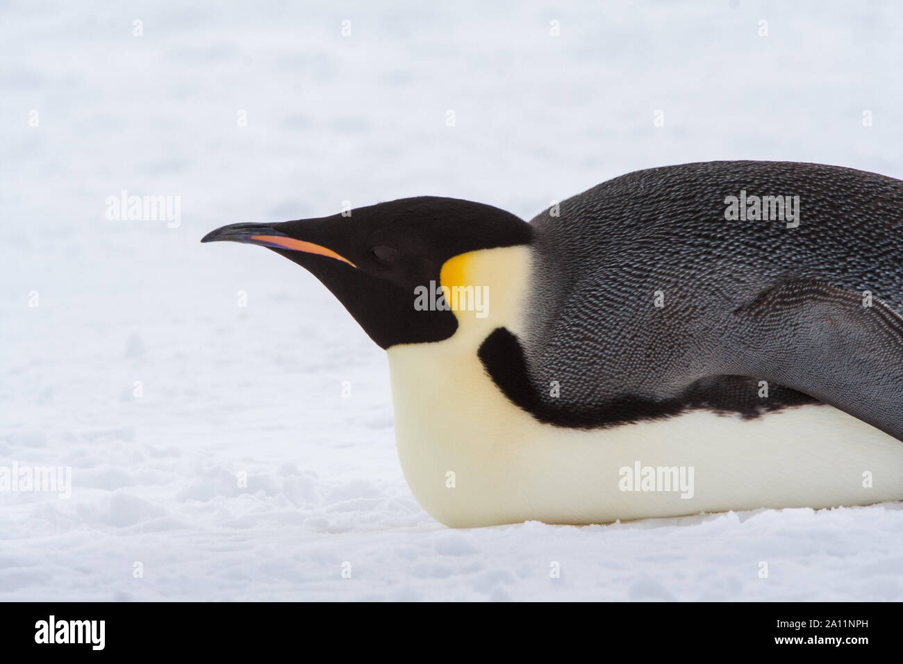 Emperor Penguin prone on snow, eating snow for hydration. Snow Hill Island, Weddell Sea, Antarctica Stock Photo