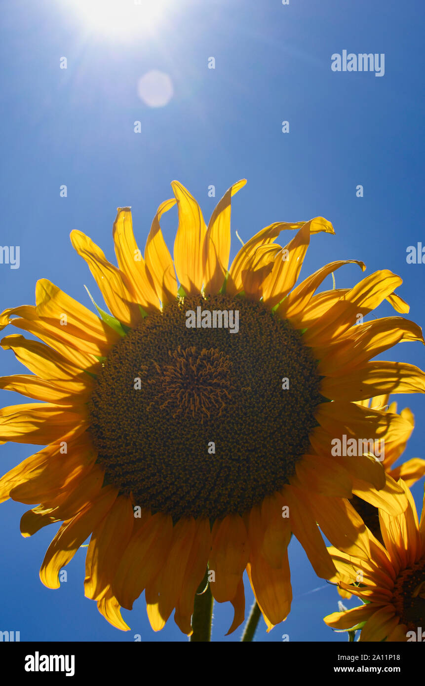 Sunflower against blue sky Stock Photo - Alamy