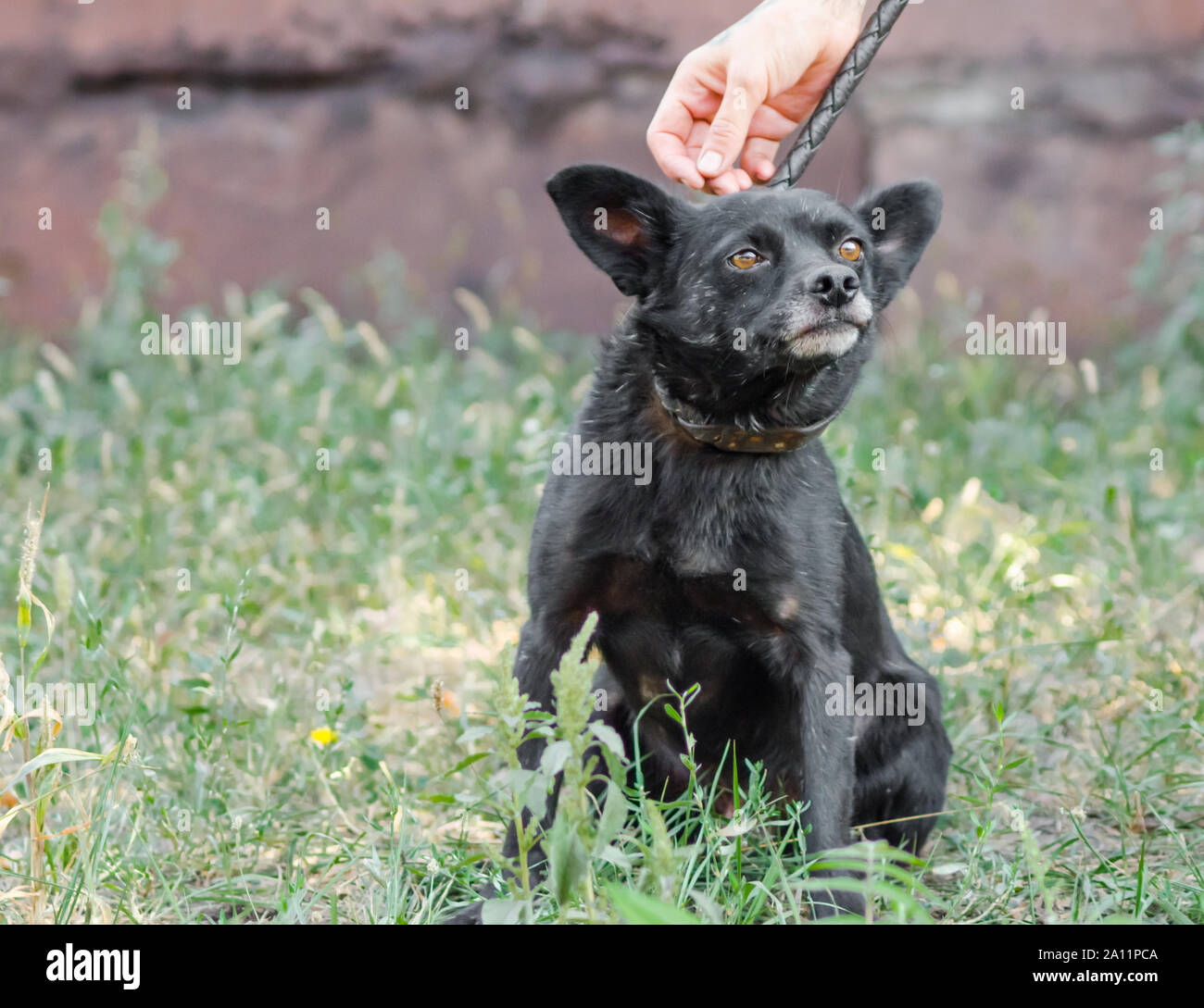 human hand stroking a purebred mongrel black dog on the head Stock Photo