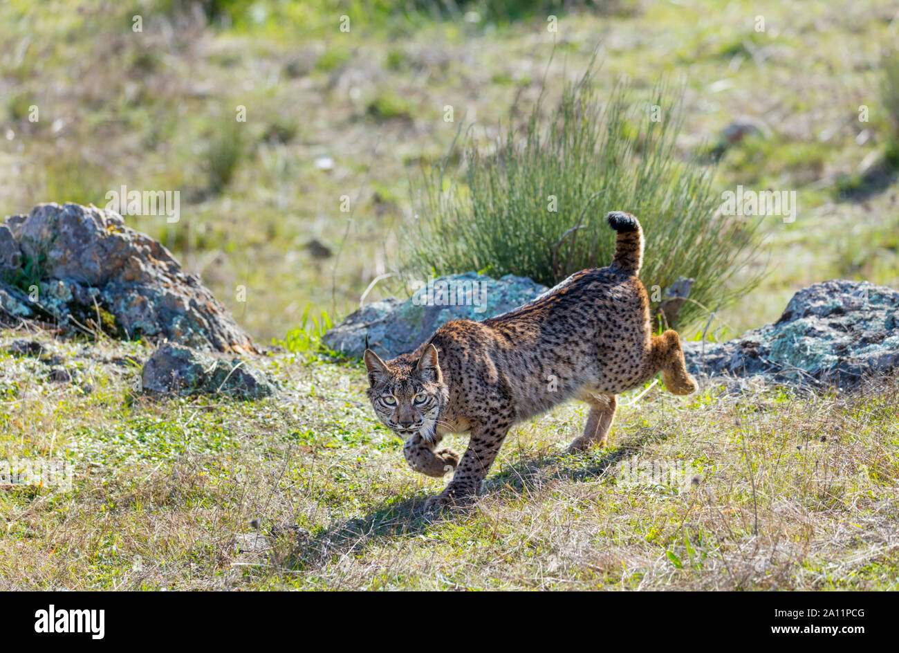 iberian lynx habitat