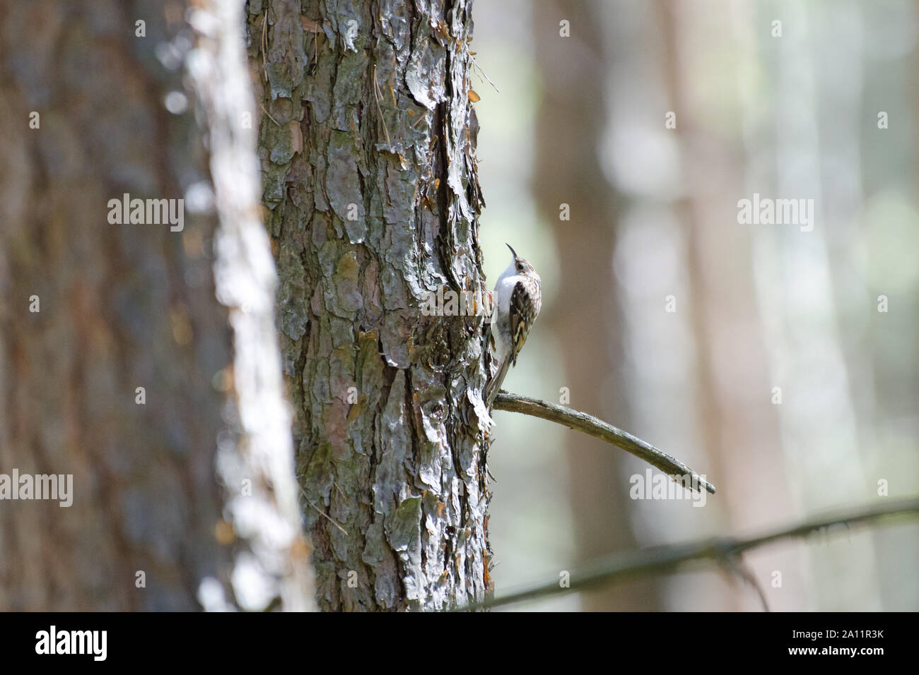 Tree creeper on pine tree Stock Photo