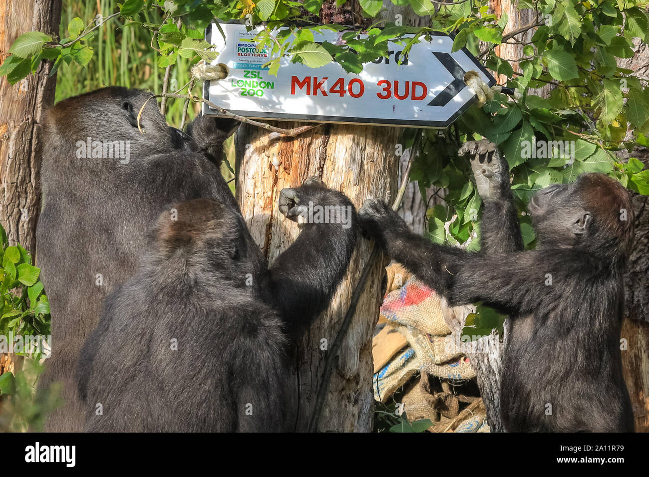 London, UK. 23rd Sep 2019. Dad Kumbuka investigates the post code with his offspring, Alika and Gernot. ZSL London Zoo's troop of western lowland gorillas celebrate World Gorilla Day by revealing today's lucky winners of the People's Postcode Lottery, with the postcode on a road sign. ZSL's Conservation charity, including its work with gorilla populations in Cameroon, is supported by the People's Postcode Lottery.  NOTE: EMBARGOED UNTIL 24th SEP, pics can go into print an online as of tomorrow morning and can go onto the news feed Credit: Imageplotter/Alamy Live News Stock Photo