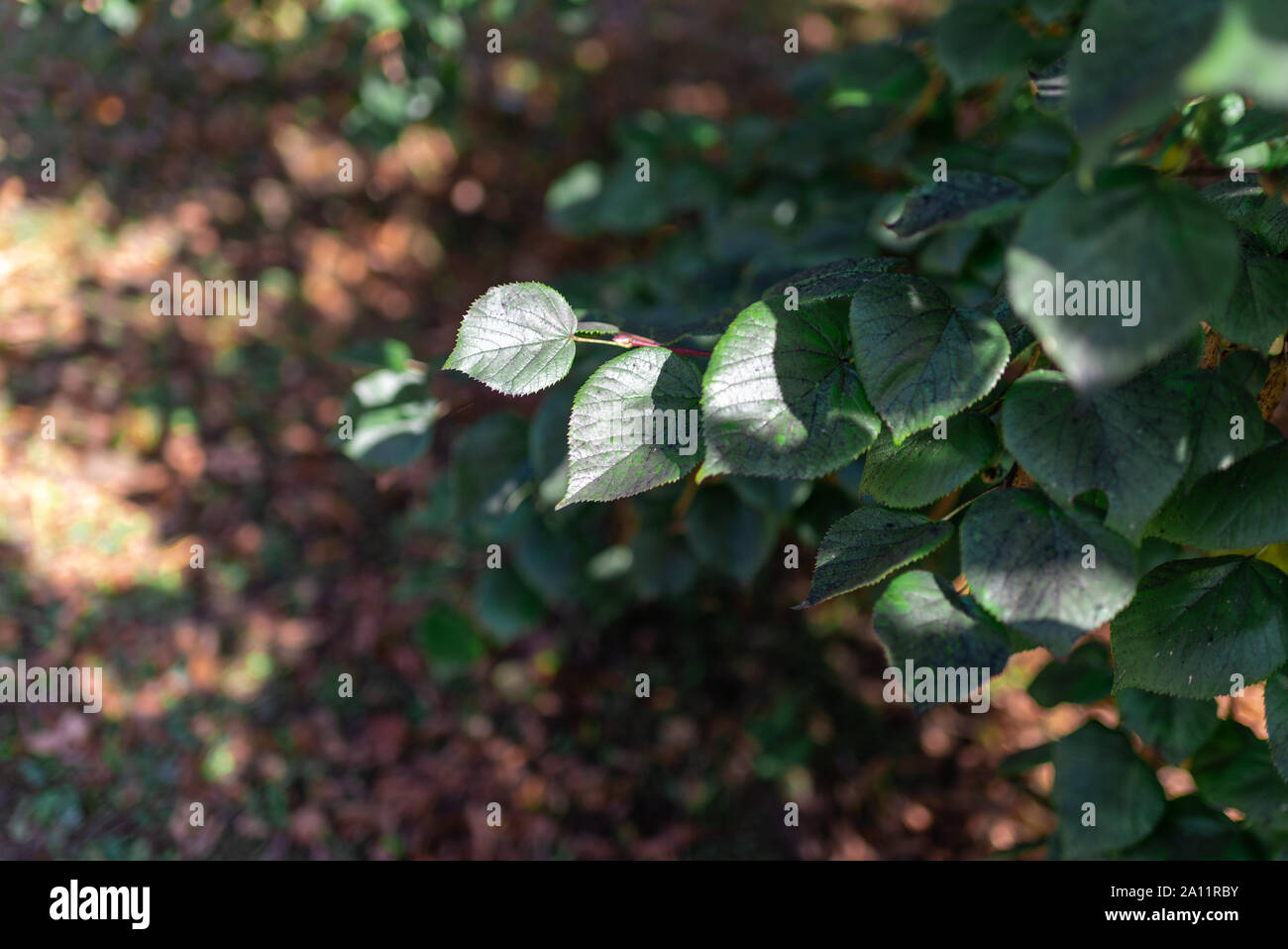 Green trees with dead leaves on the ground Stock Photo Alamy