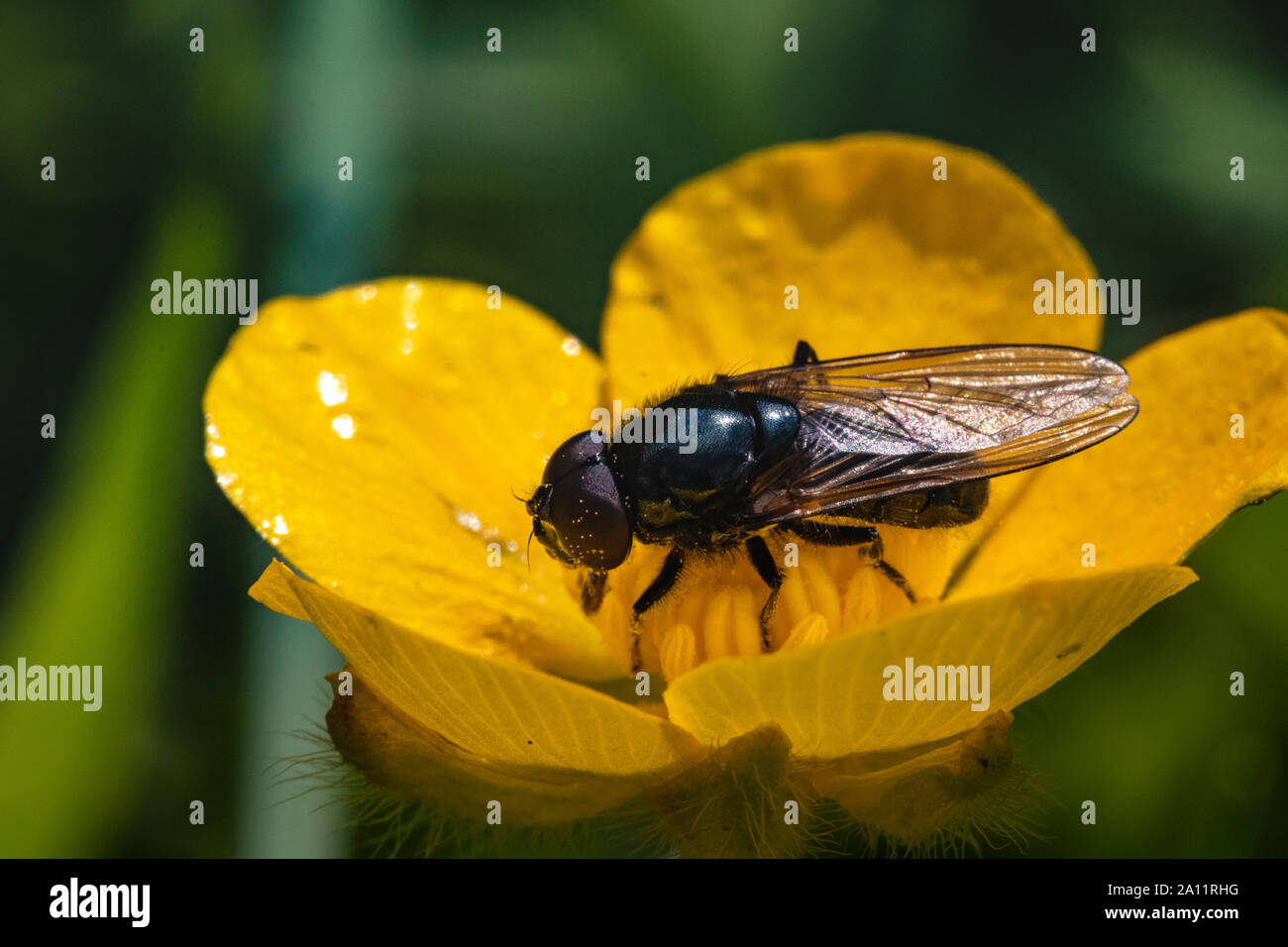 Small Hoverfly (Platycheirus albimanus) Feeding on Pollen From a Buttercup (Ranunculus repens) Flower in Spring. Hoverflies Are  Efficient Pollinators Stock Photo