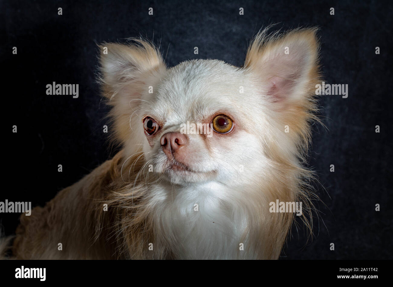 Do Dogs Noses Get Darker