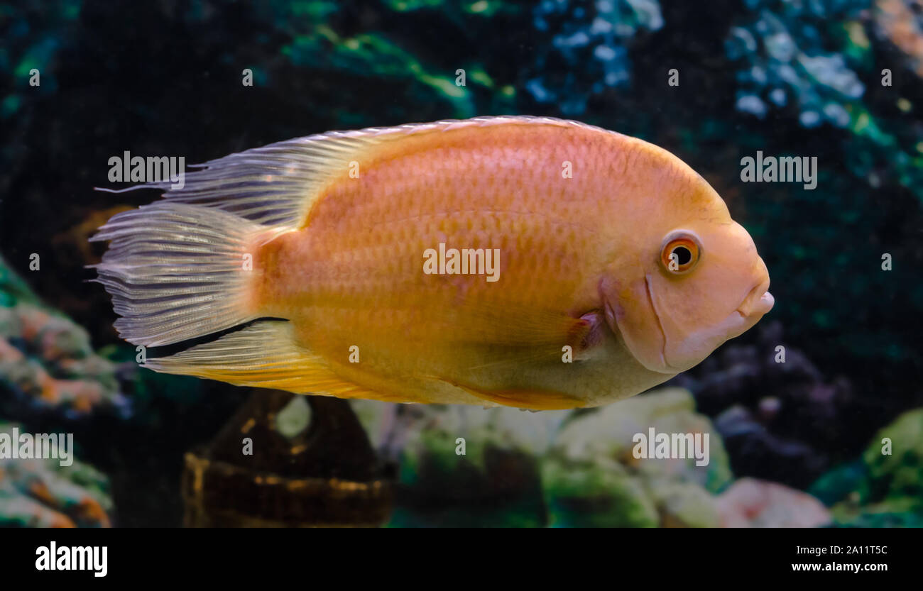 live fish Cichlid parrot swims in clear water in an aquarium close up Stock Photo