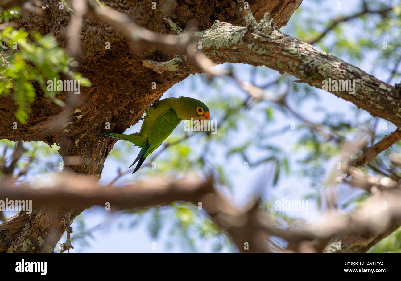 Orange-fronted parakeet (Eupsittula canicularis) near Matapalo Beach, Guanacaste, Costa Rica Stock Photo