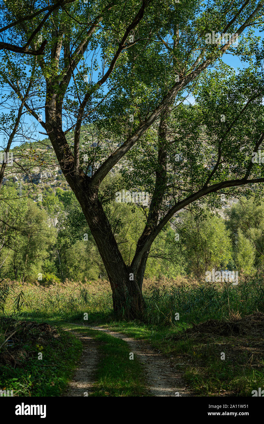 old poplar tree in backlight Stock Photo