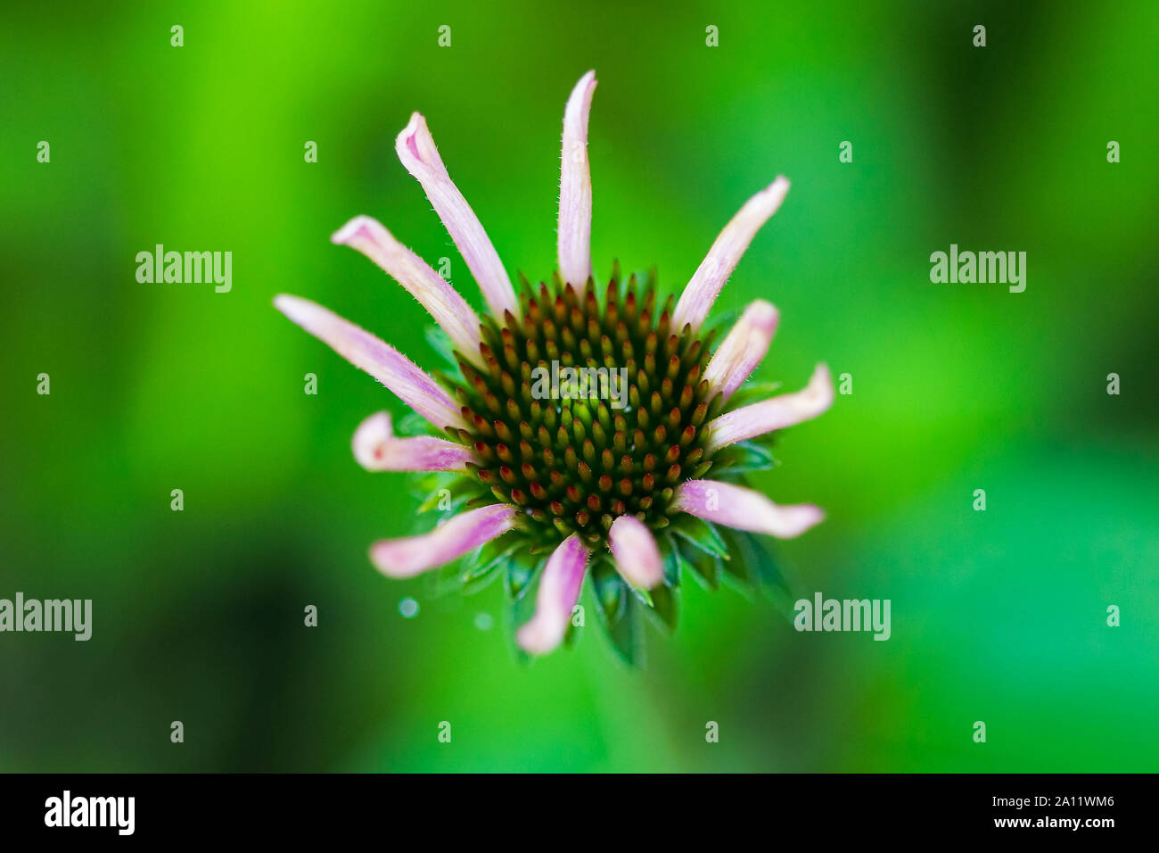 a close up of a new cone flower bloom Stock Photo