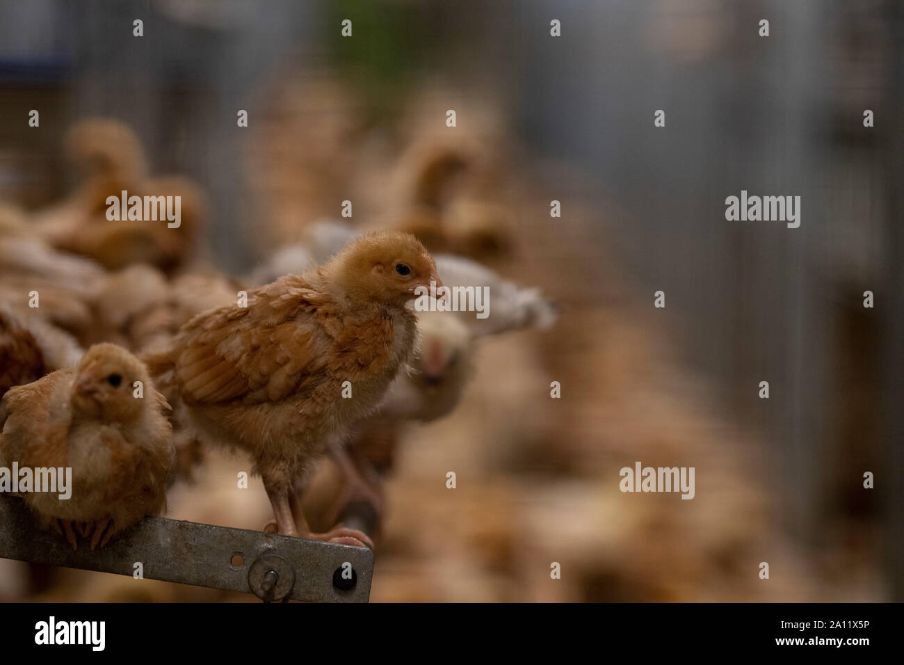 young brown chicken in a big chicken farm indoor Stock Photo Alamy