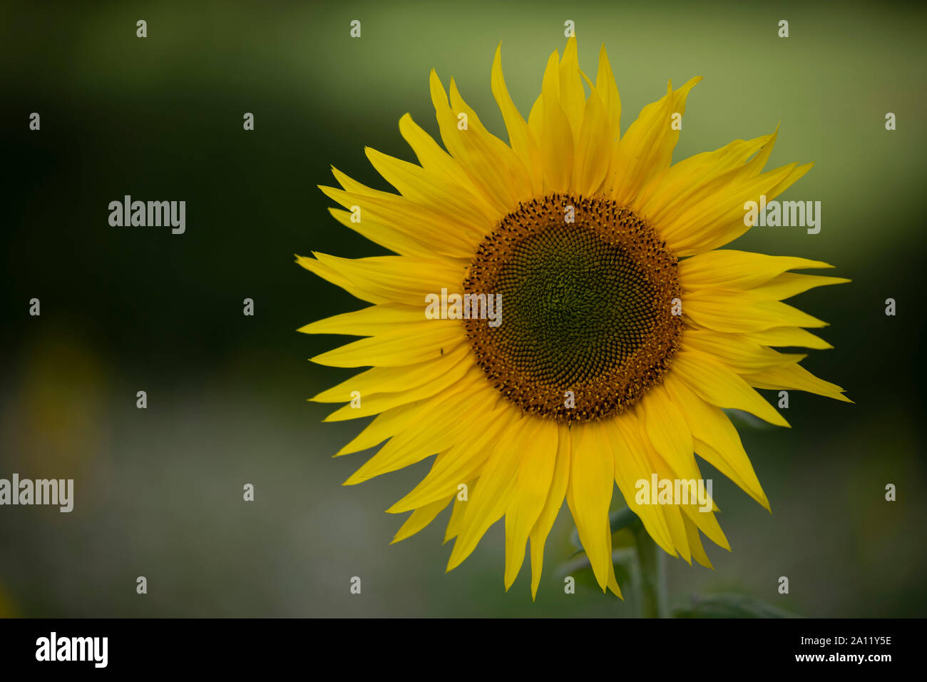 Sunflower,Sonneblume Stock Photo