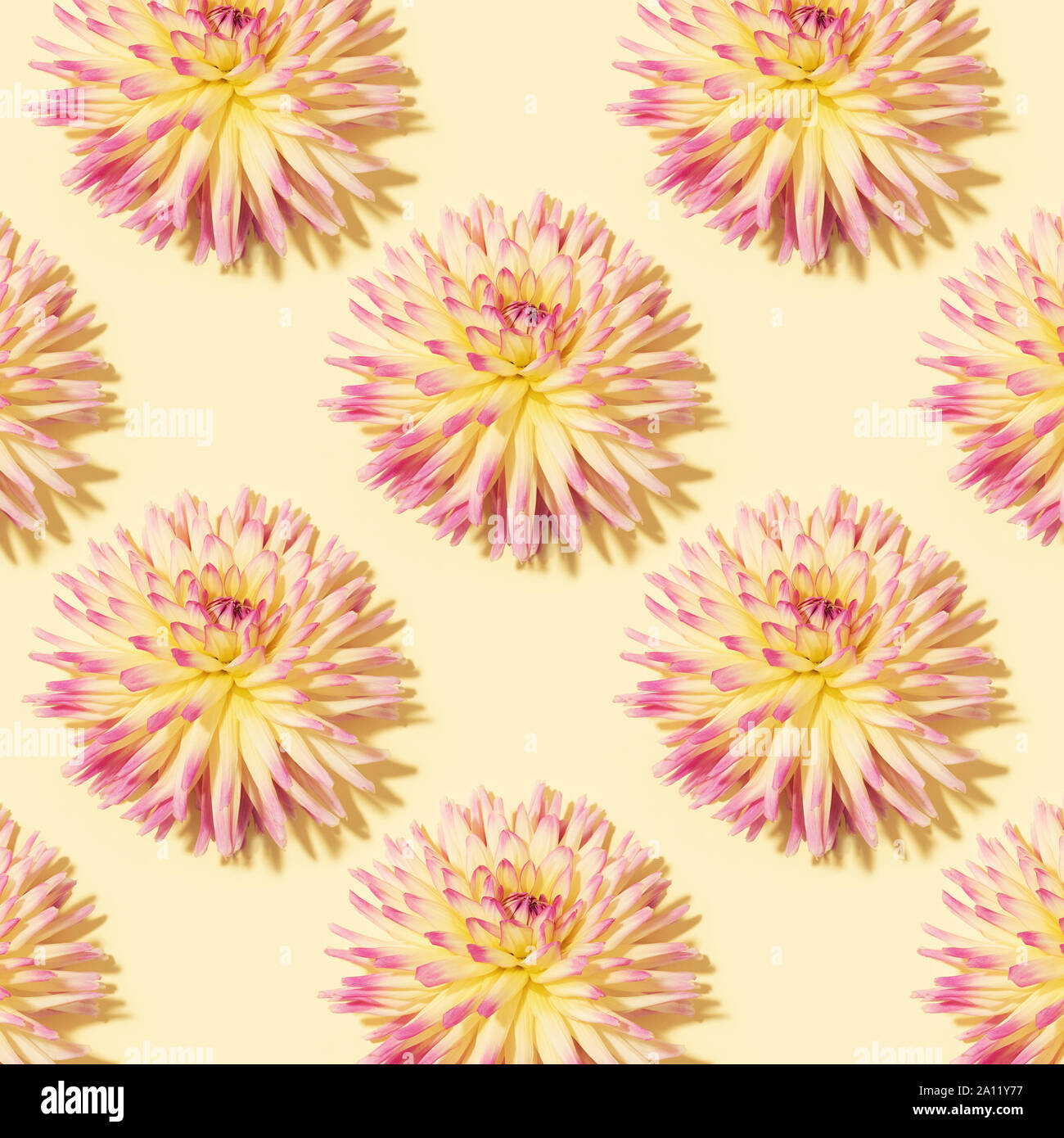 Yellow background with dahlia flowers. Flat lay. Top view. Floral pattern. Festive spring and summer background Stock Photo