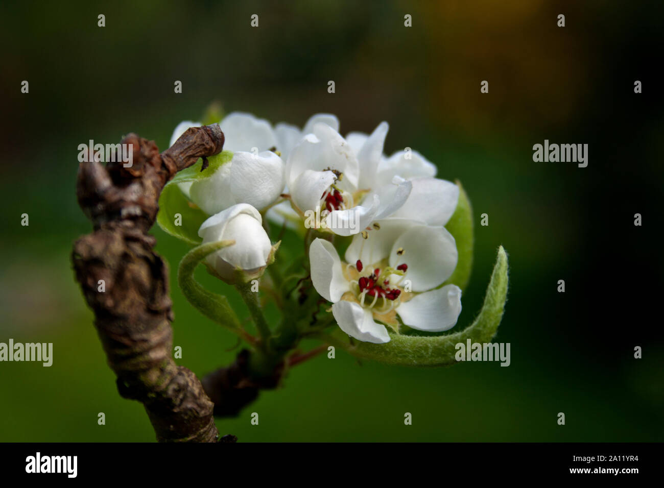 Birnenbaum Blüte am blühen im Frühling Stock Photo