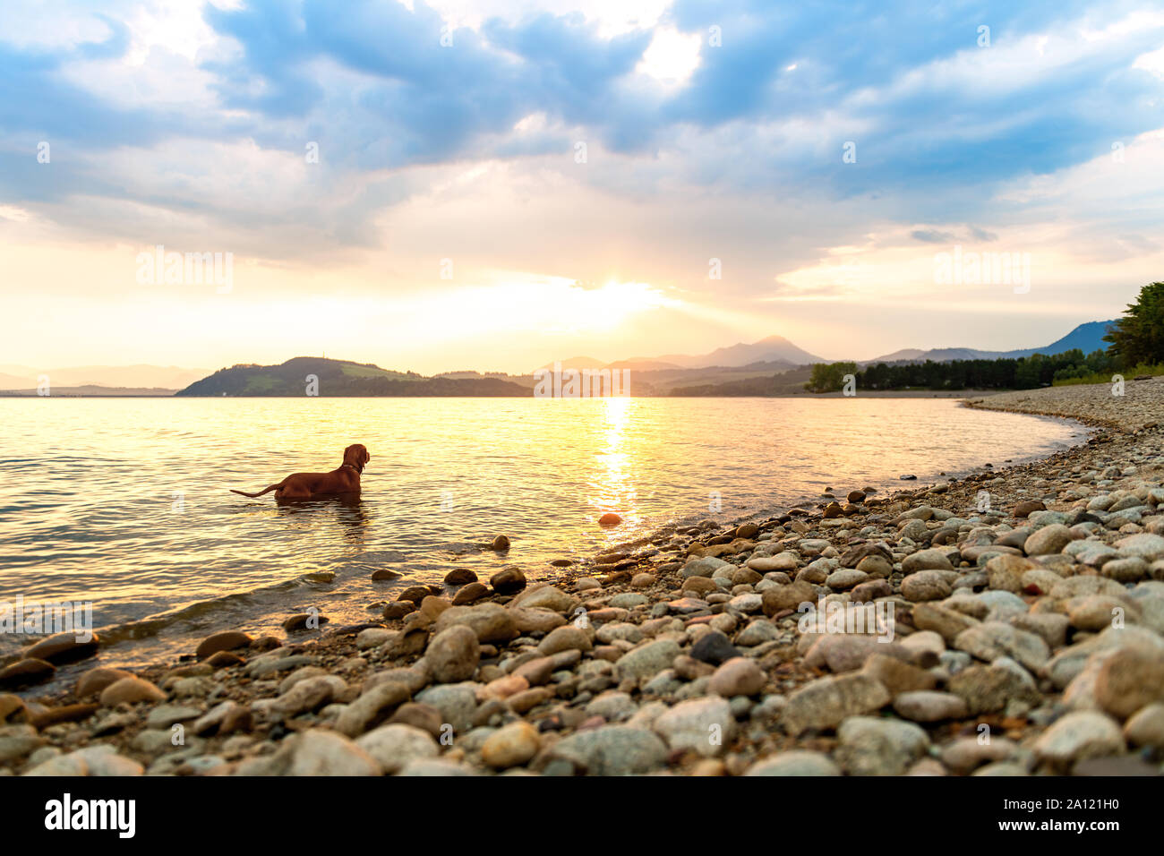 Gorgeous family pet dog on a beach at sunset. Vizsla puppy on summer vacation exploring the sea. Stock Photo